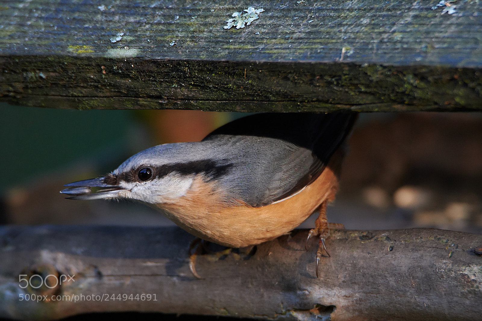 Nikon D7500 sample photo. Eurasian nuthatch photography