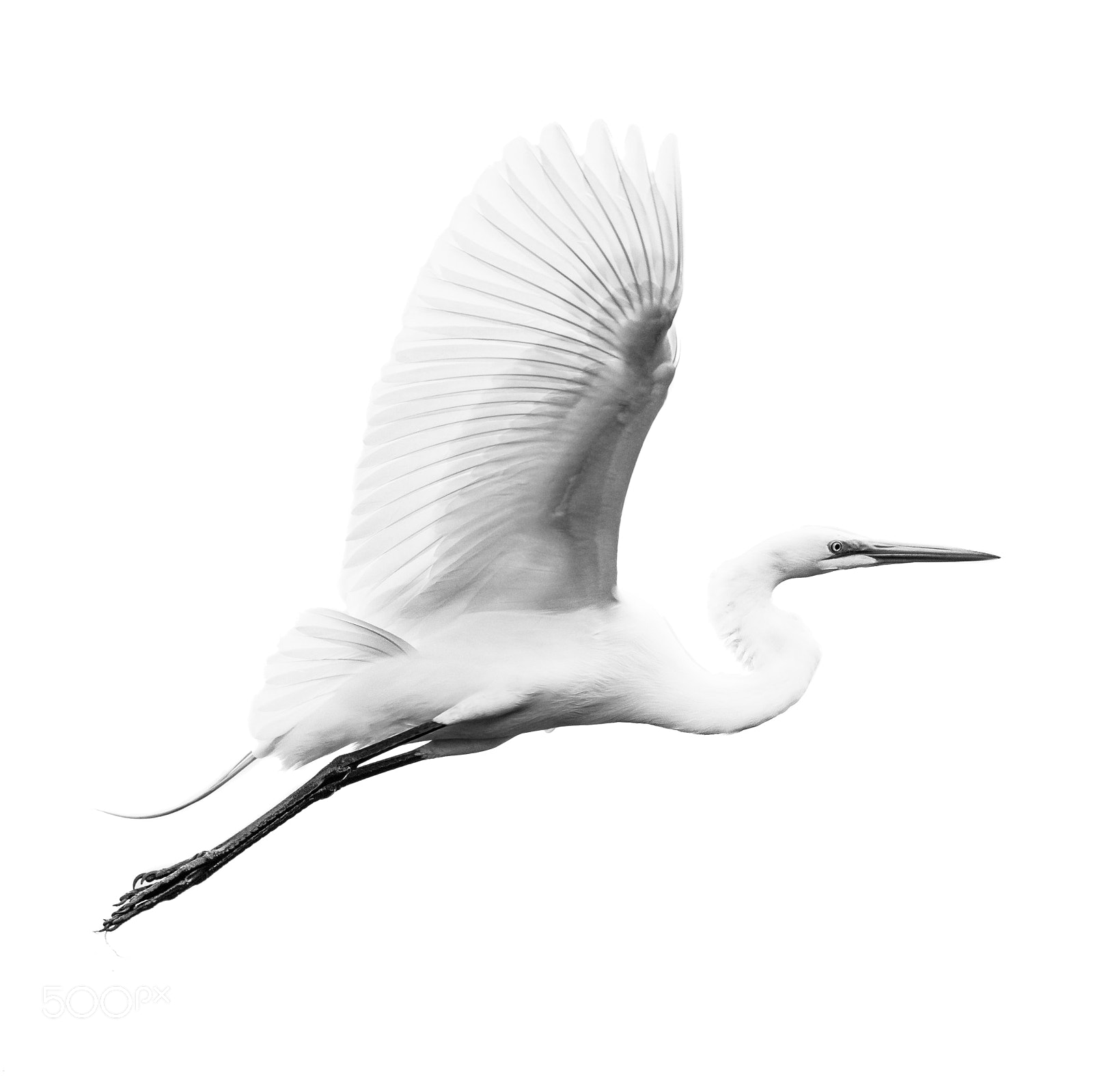 Nikon D500 sample photo. Great egret v photography