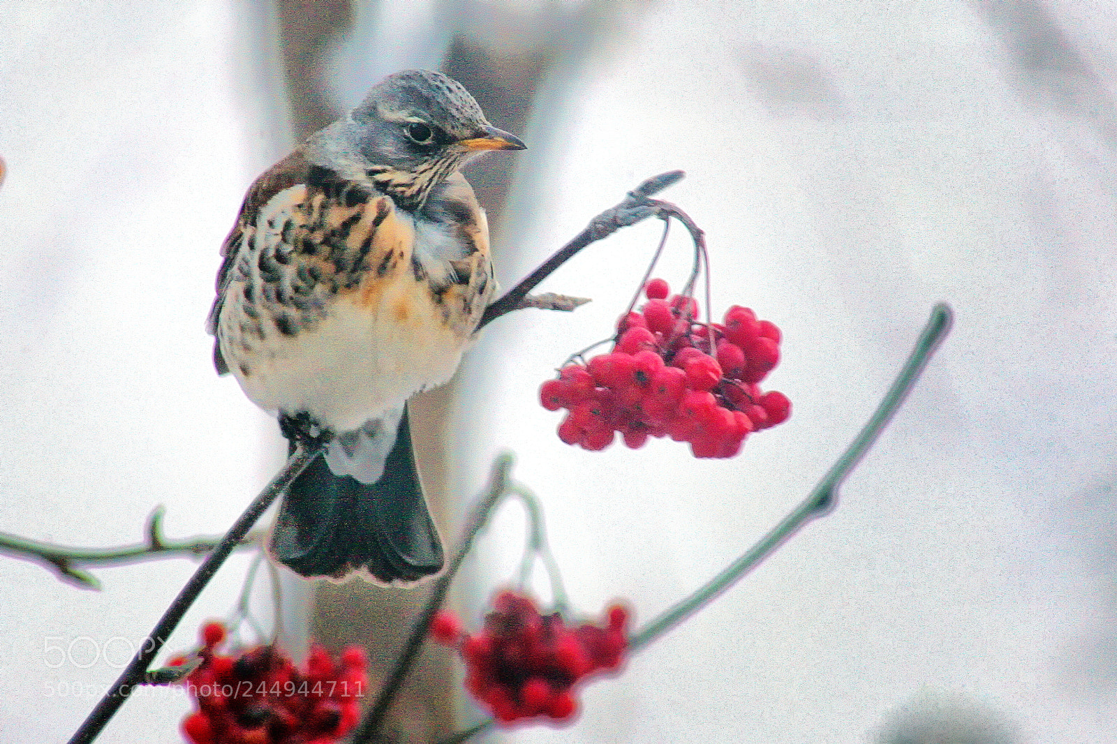 Canon EOS 5D sample photo. Turdus pilaris photography