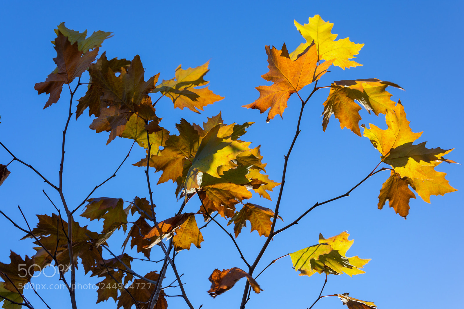 Nikon D7200 sample photo. Edinburgh botanic garden photography