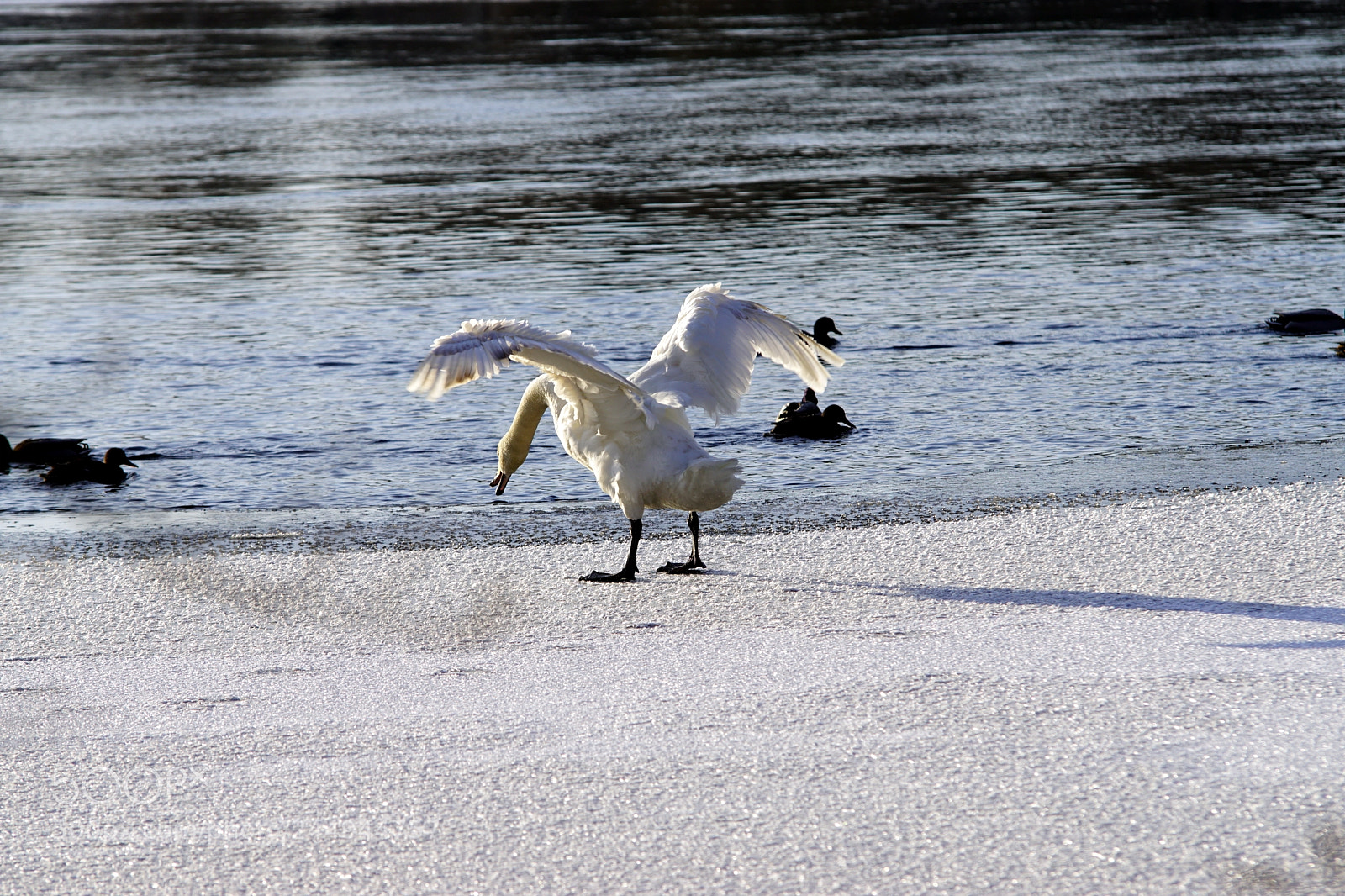 Sony SLT-A68 sample photo. Winter of finland photography