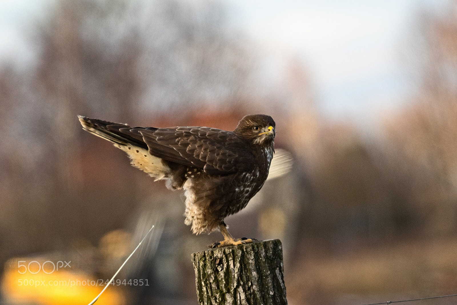 Canon EOS 7D Mark II sample photo. Getting ready for take photography