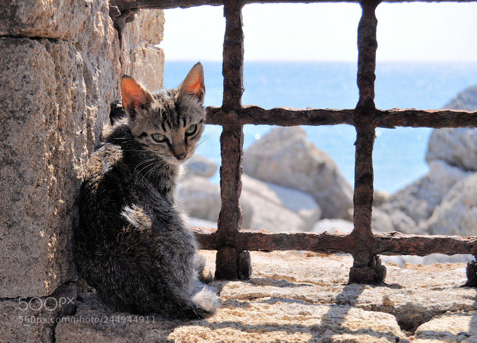 Nikon D5000 sample photo. Kitting on rhodos photography