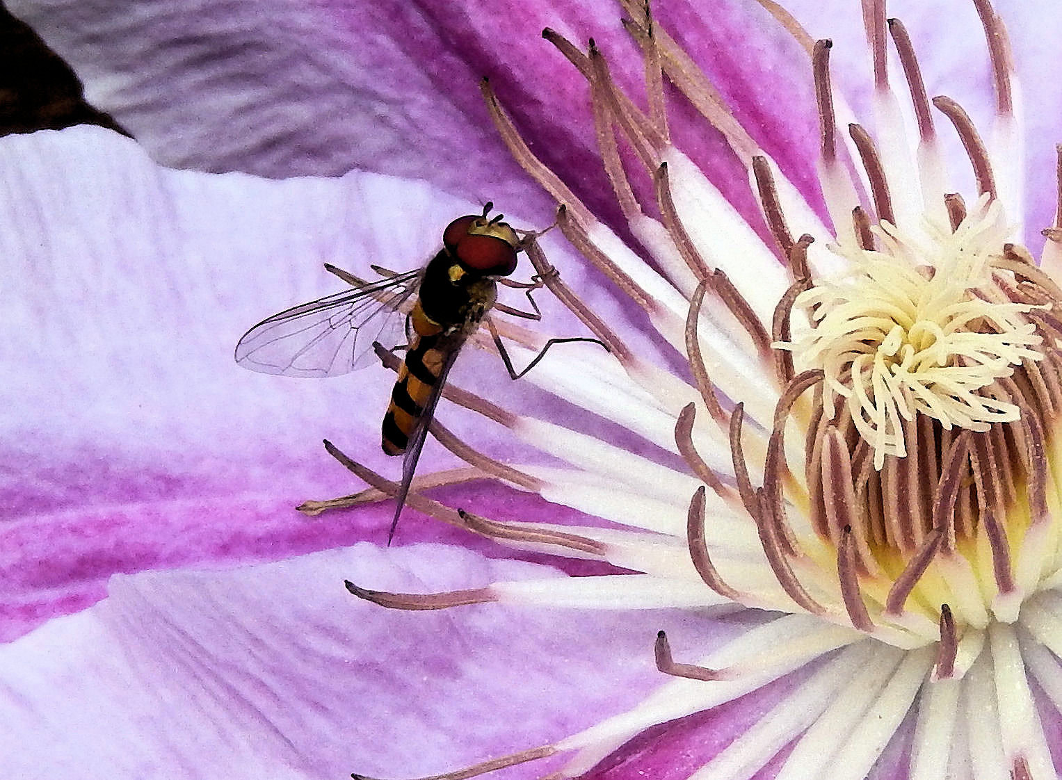 Nikon Coolpix S9500 sample photo. Wasp on flower photography