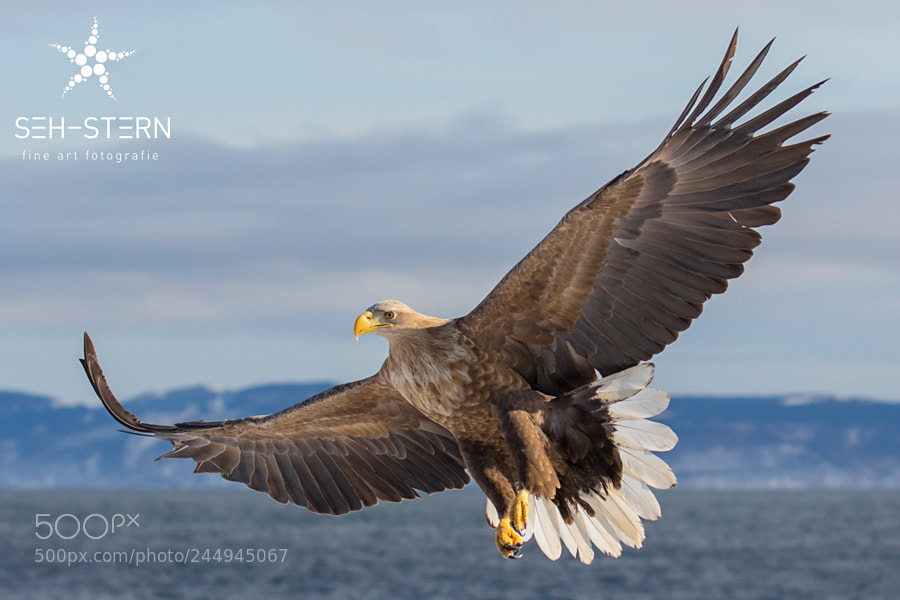 Canon EOS 7D Mark II sample photo. Majestic photography
