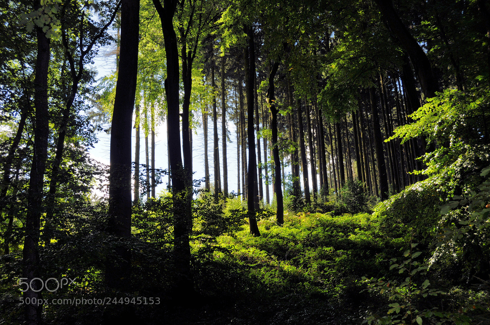 Nikon D5000 sample photo. Forest photography