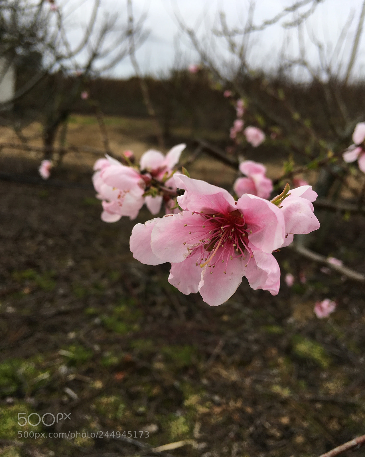 Apple iPhone SE sample photo. Blooming first days photography