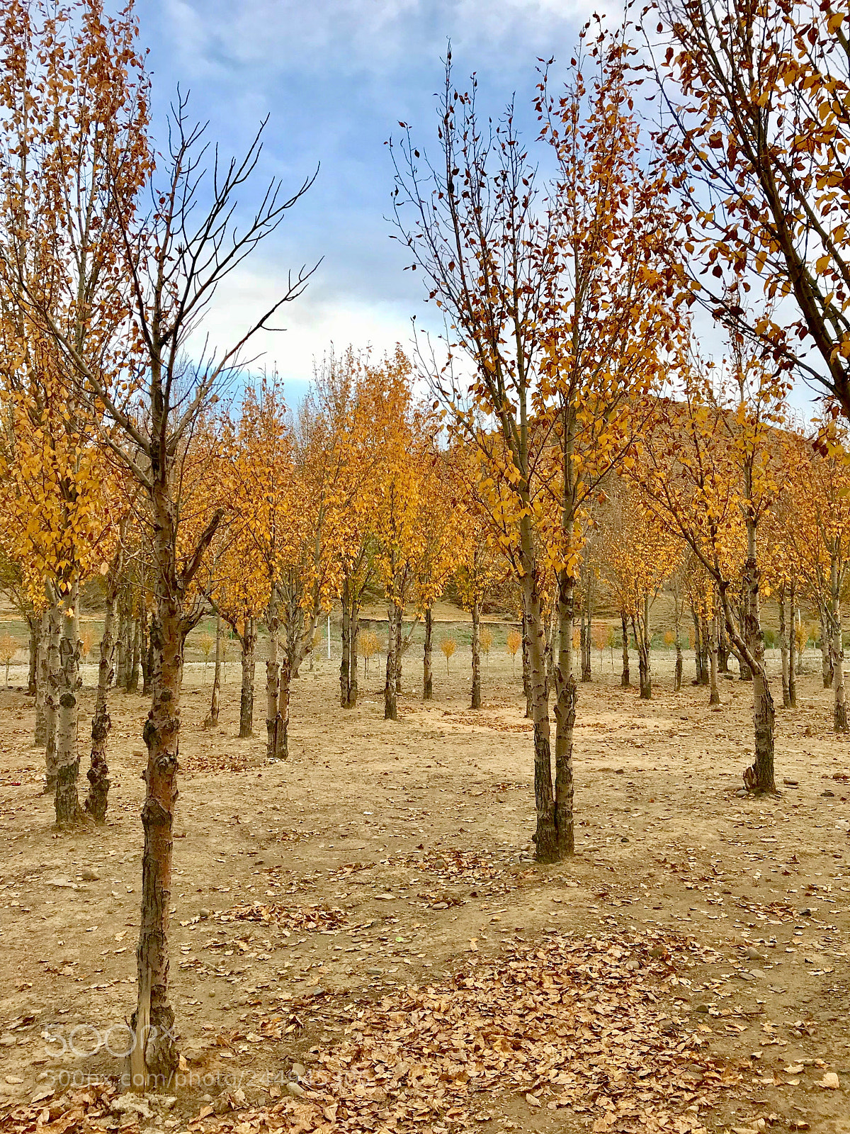 Apple iPhone 7 Plus sample photo. Aden scenic area, daocheng photography