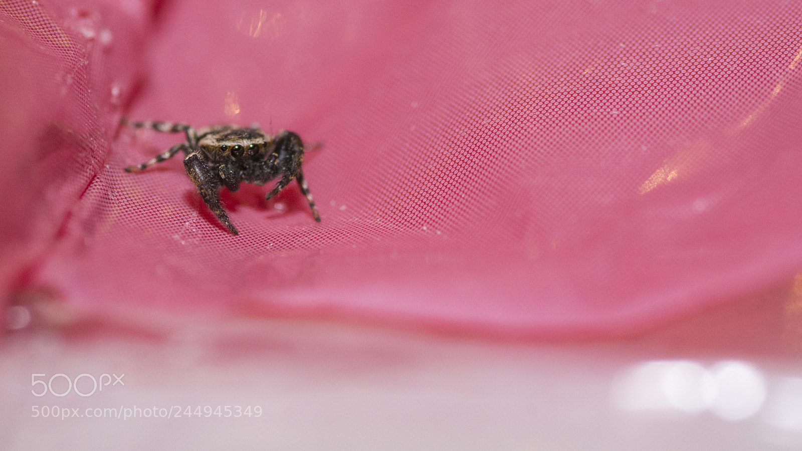 Nikon D7100 sample photo. Jumping spider photography
