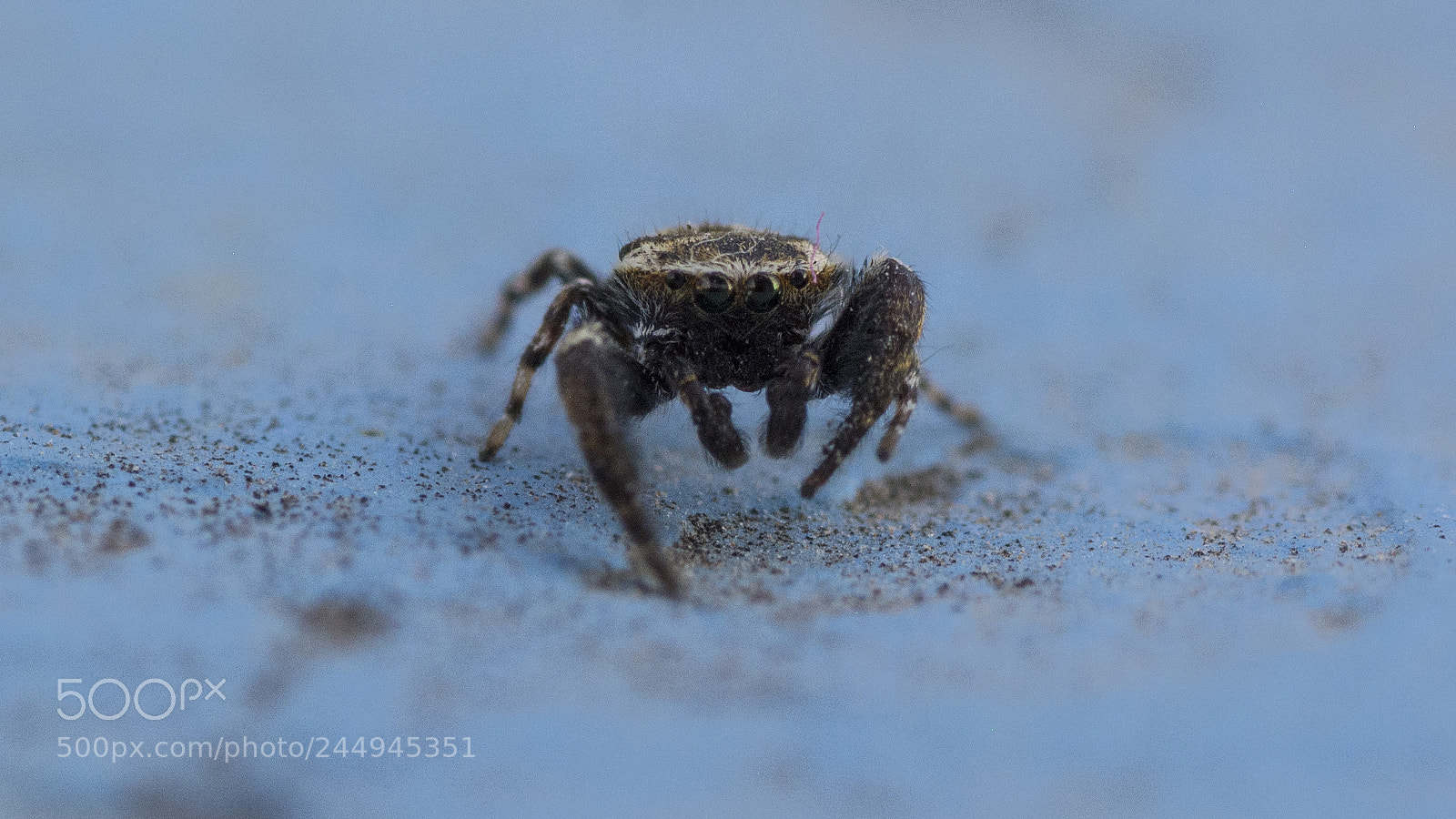 Nikon D7100 sample photo. Jumping spider photography