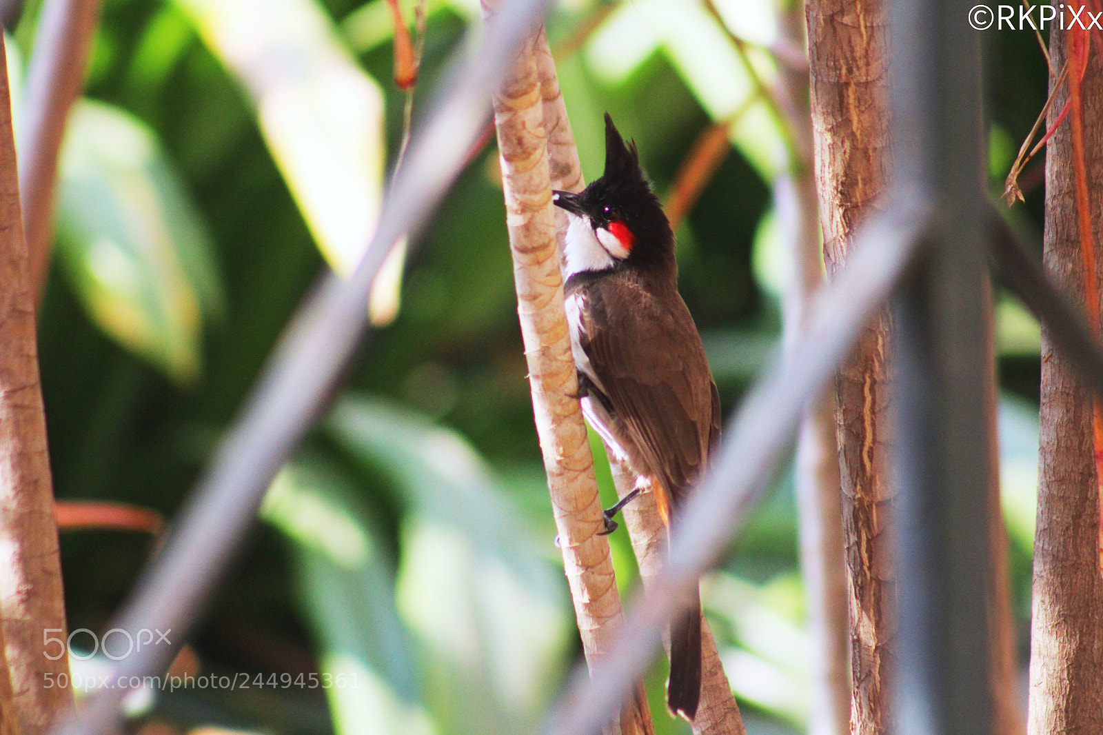 Canon EOS 1300D (EOS Rebel T6 / EOS Kiss X80) sample photo. Birdie photography