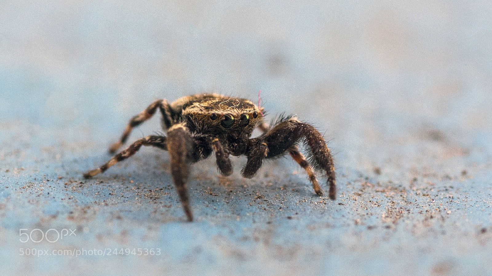 Nikon D7100 sample photo. Jumping spider photography