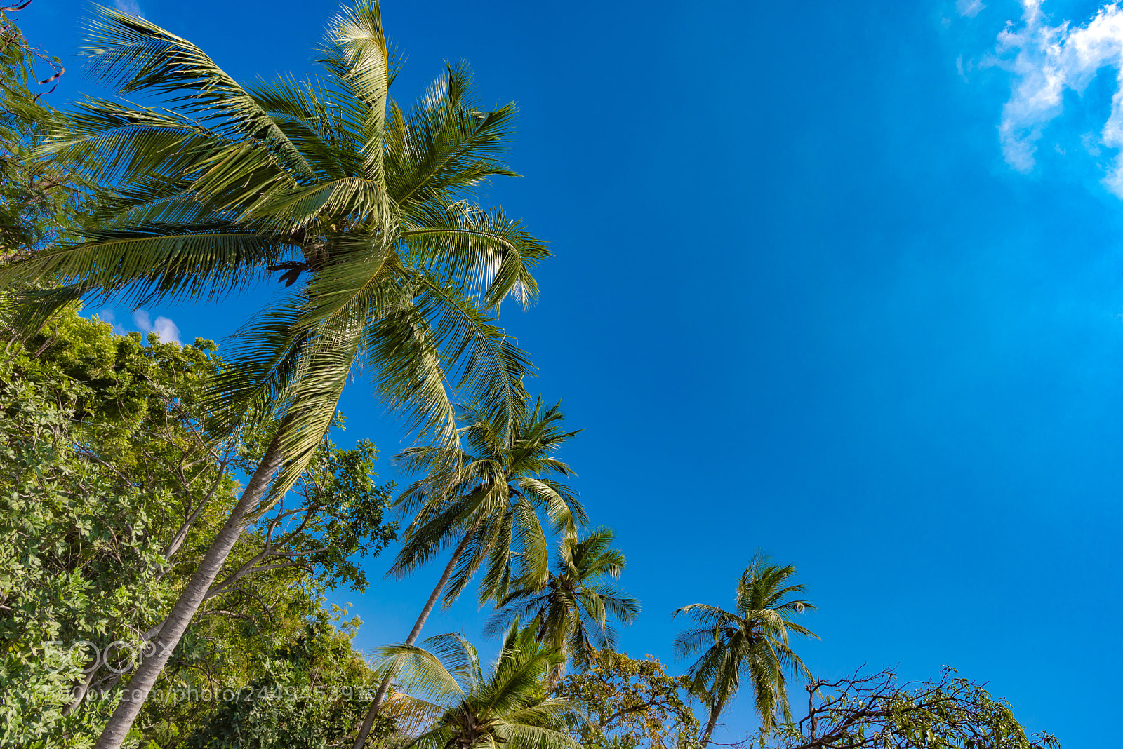 Nikon D610 sample photo. Tropicool photography