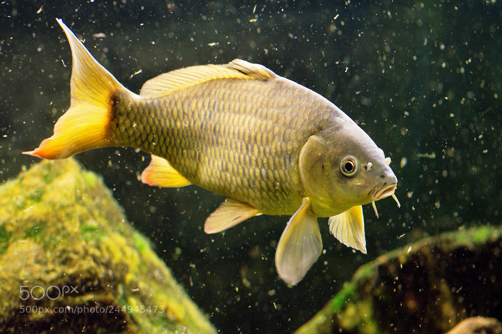 Nikon D7200 sample photo. Common carp photography
