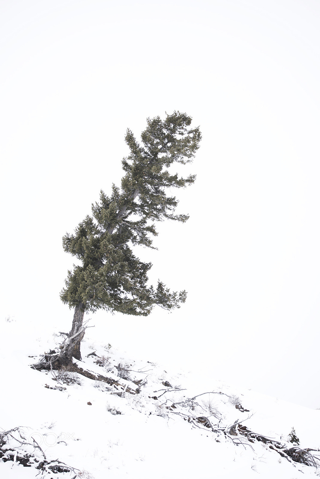 Nikon D810 sample photo. Snowblind two photography