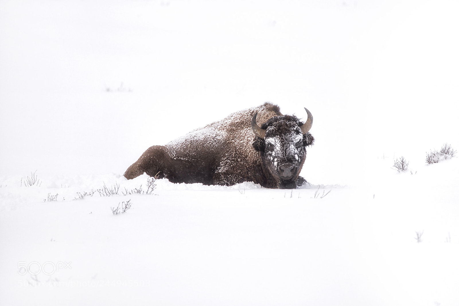 Nikon D810 sample photo. Snowblind three photography