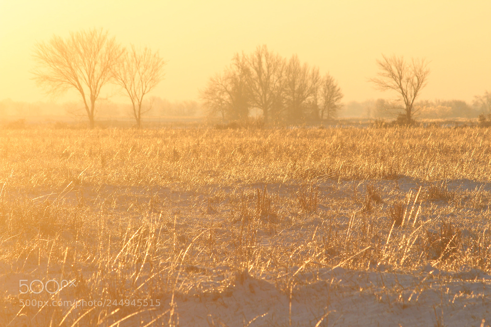 Canon EF-S 55-250mm F4-5.6 IS II sample photo. Morning winter pasture photography