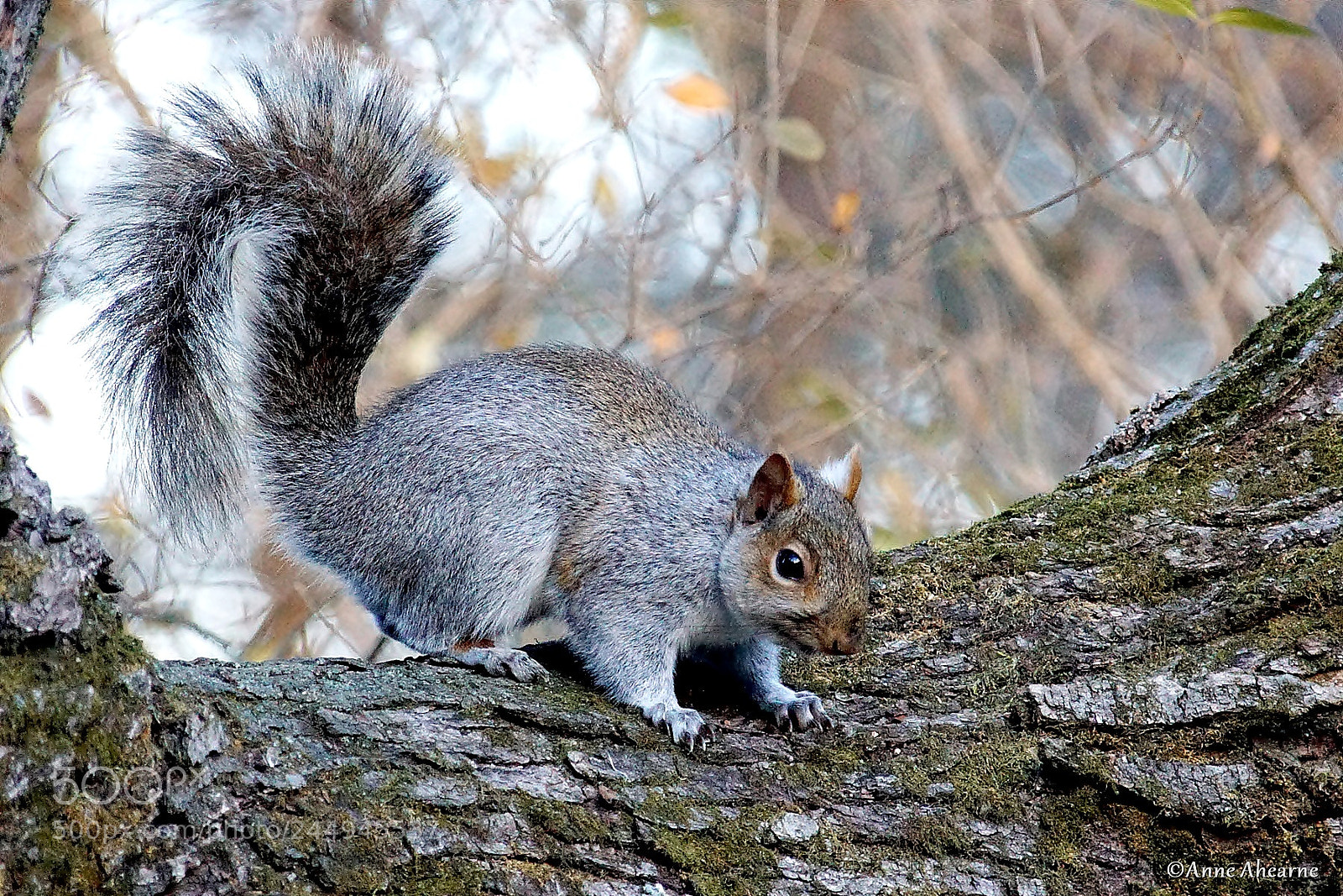 Sony ILCA-77M2 sample photo. Eastern gray squirrel in photography
