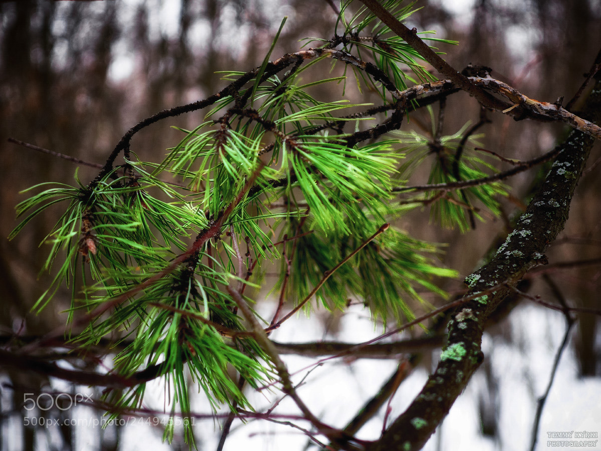 Olympus PEN E-PL5 sample photo. Landscape photography