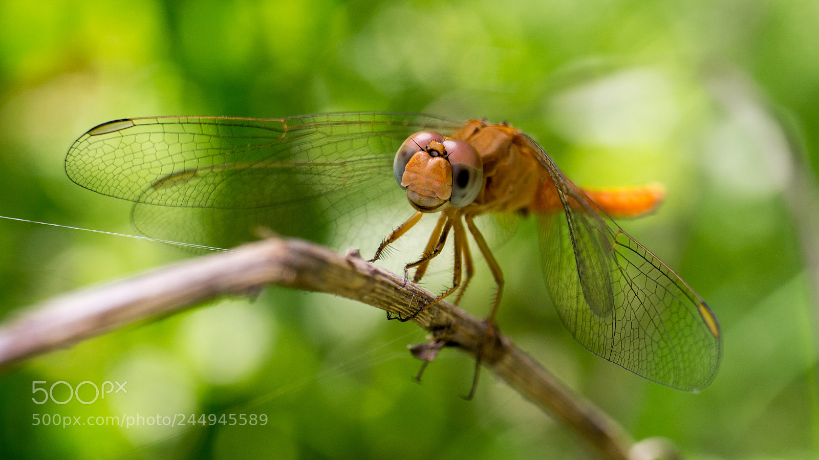 Sony Alpha NEX-5N sample photo. Dragonfly photography
