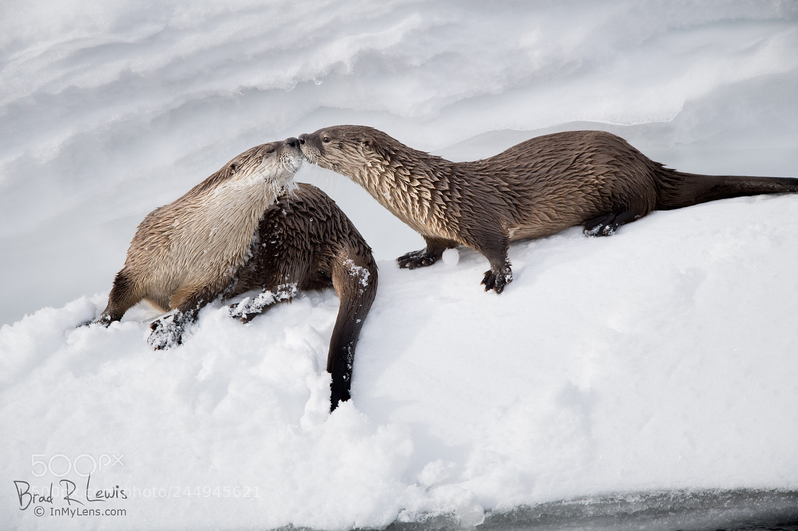 Nikon D5 sample photo. North american river otter photography