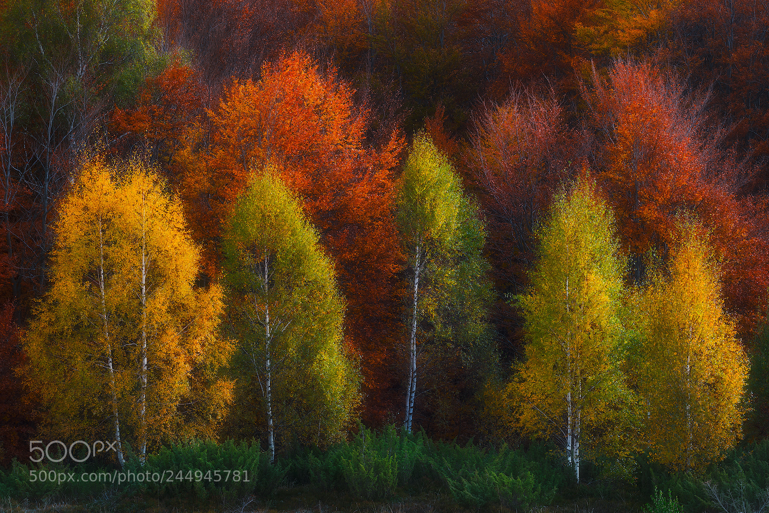 Nikon D810 sample photo. Autumn group photography