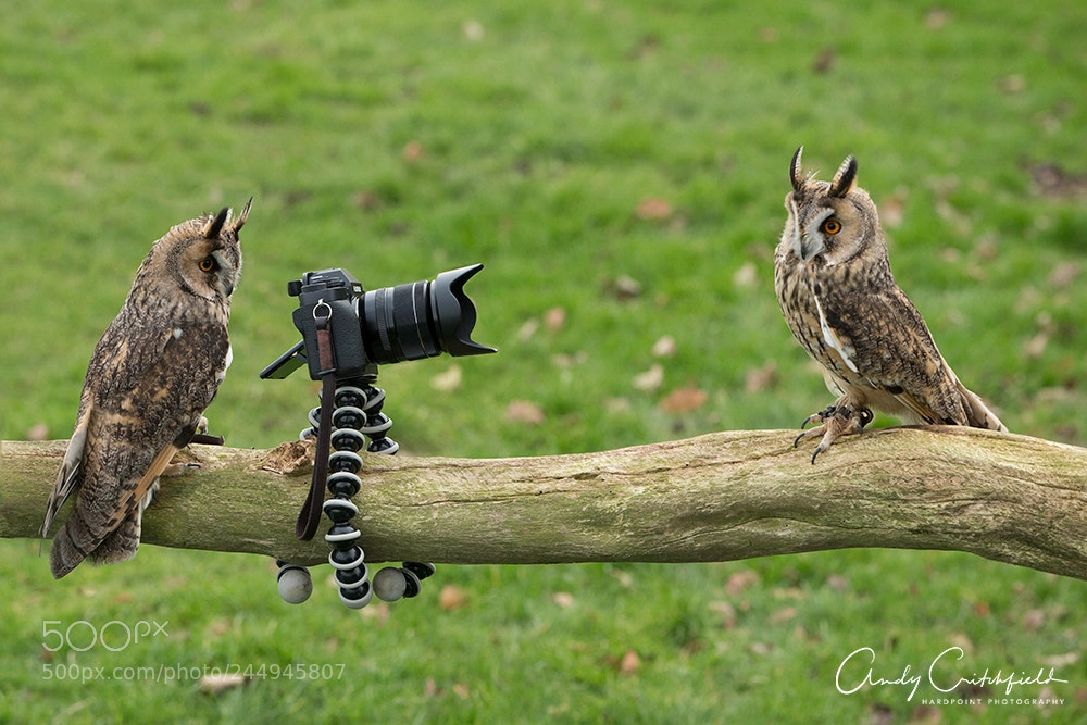 Canon EOS-1D X sample photo. Smile for the birdie photography