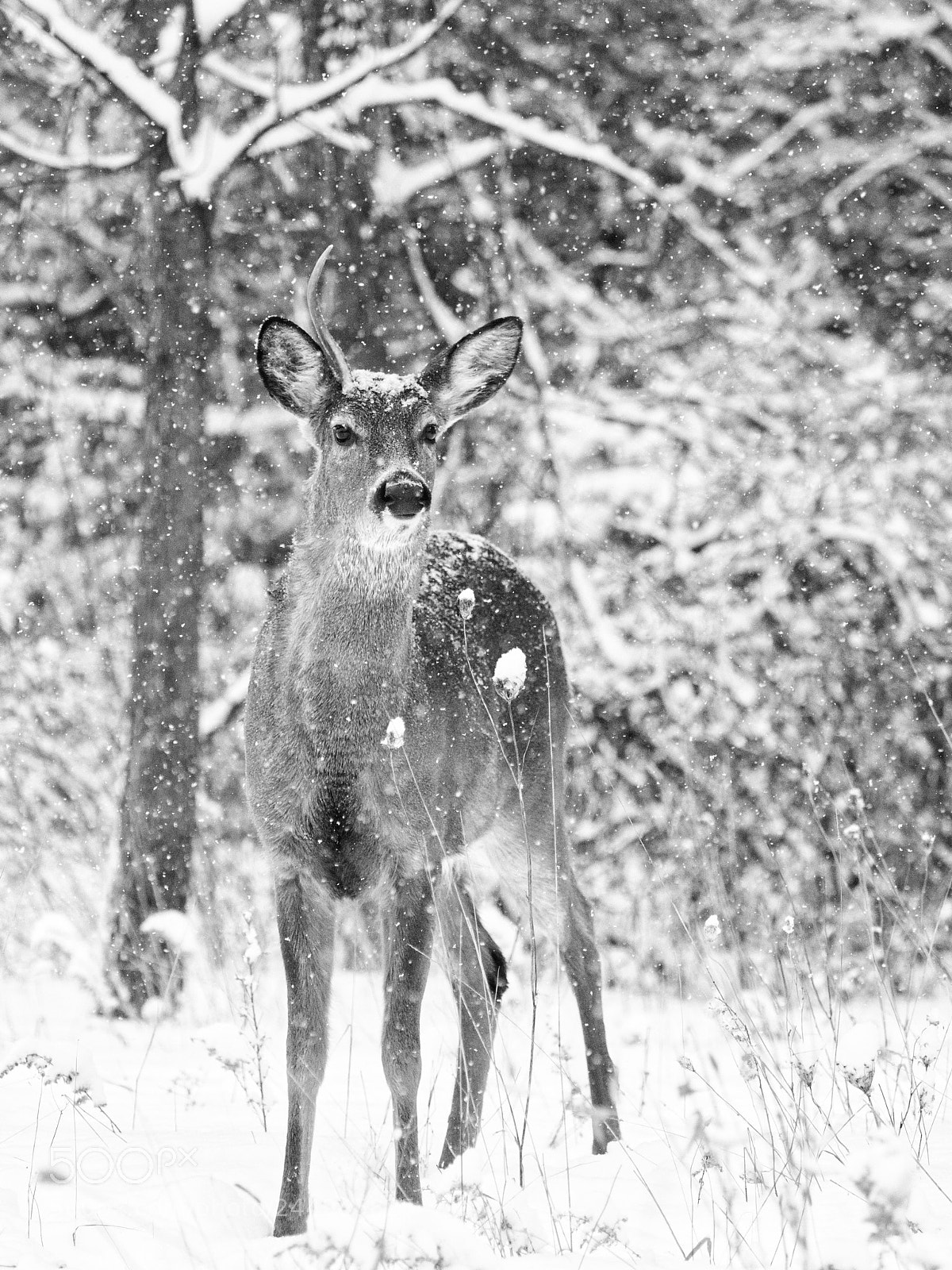 Olympus OM-D E-M1 Mark II sample photo. Buck in the snow .... photography