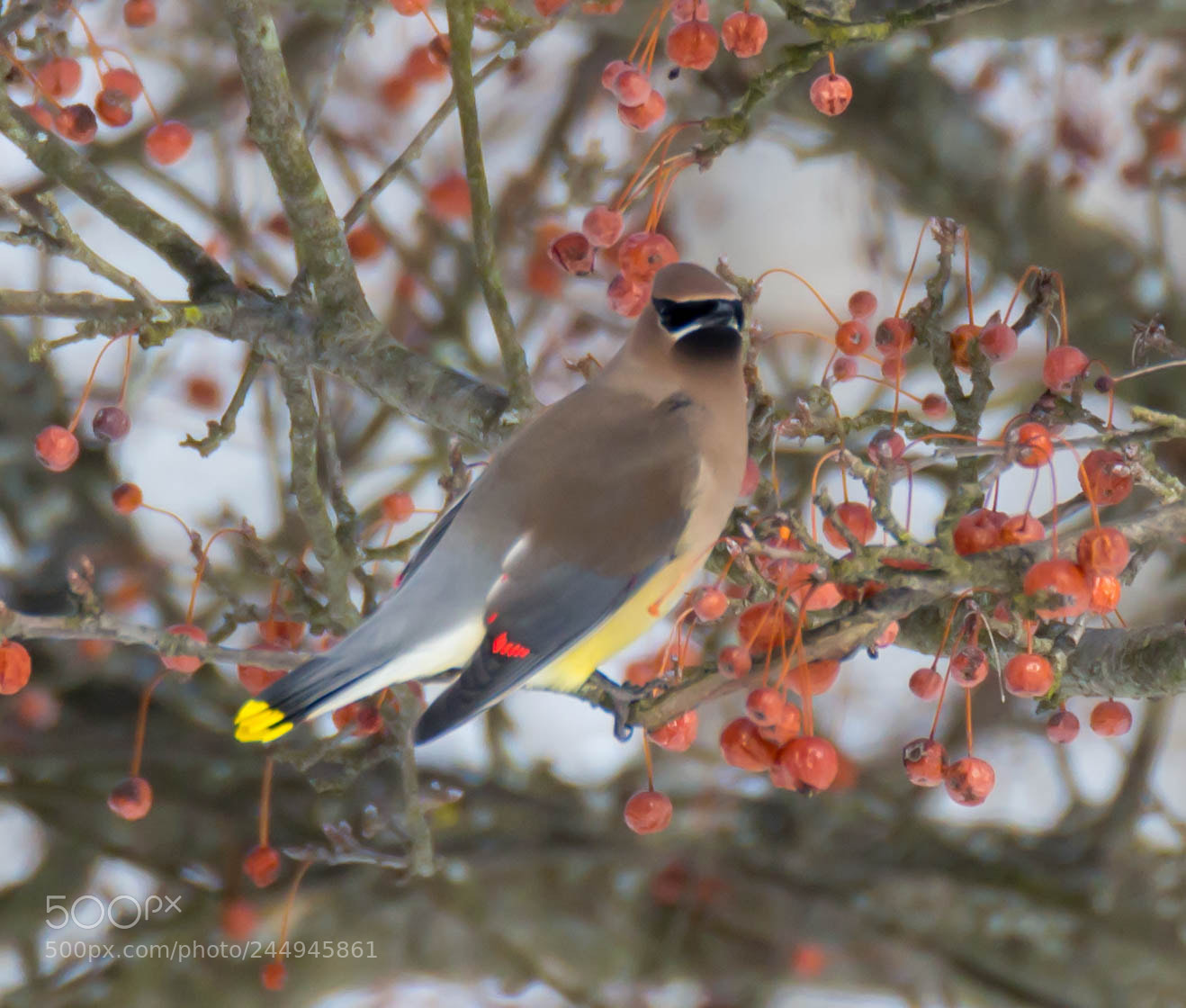 Canon EOS 100D (EOS Rebel SL1 / EOS Kiss X7) sample photo. Cedar waxwing photography