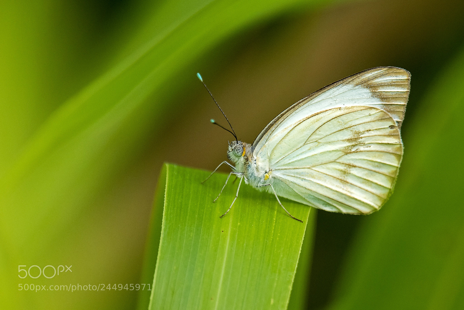 Nikon D810 sample photo. Pieridae photography