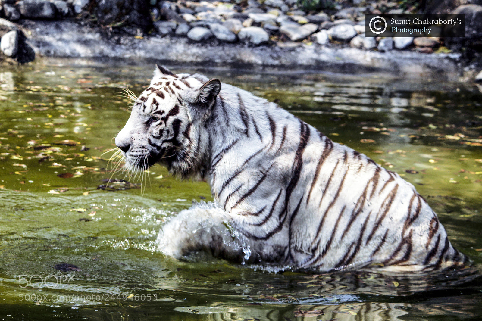 Canon EOS 1200D (EOS Rebel T5 / EOS Kiss X70 / EOS Hi) sample photo. || white tiger || photography