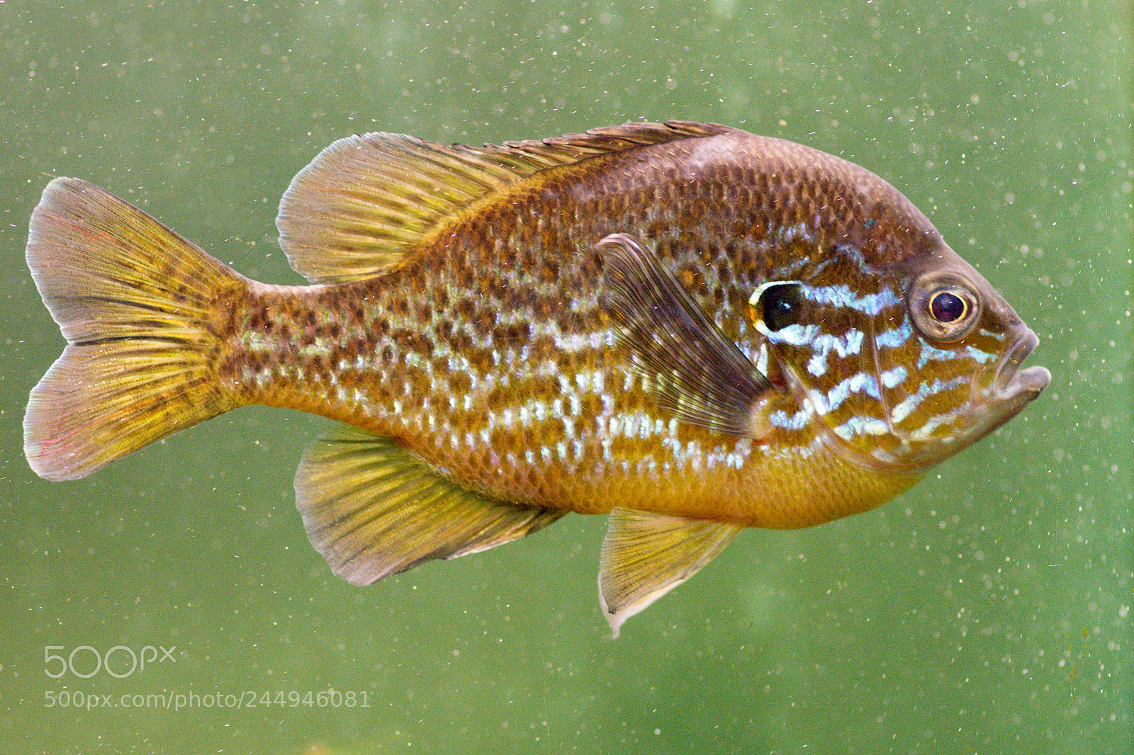 Nikon D7200 sample photo. Common sunfish photography