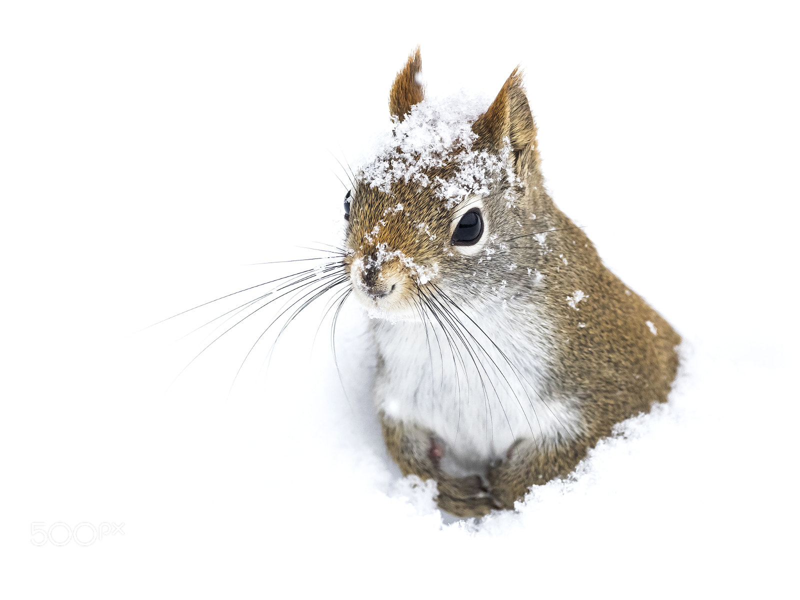 Olympus OM-D E-M1 Mark II sample photo. Cute squirrel playing in photography