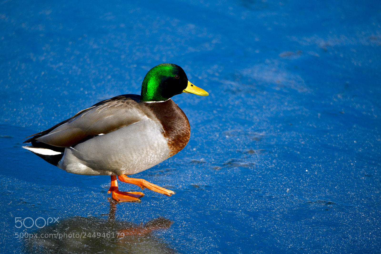Nikon D850 sample photo. Mallard duck photography