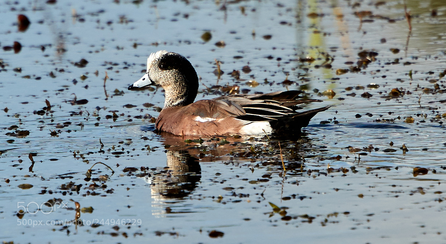 Canon EOS-1D X Mark II sample photo. 02-04-18-0002087.jpg photography