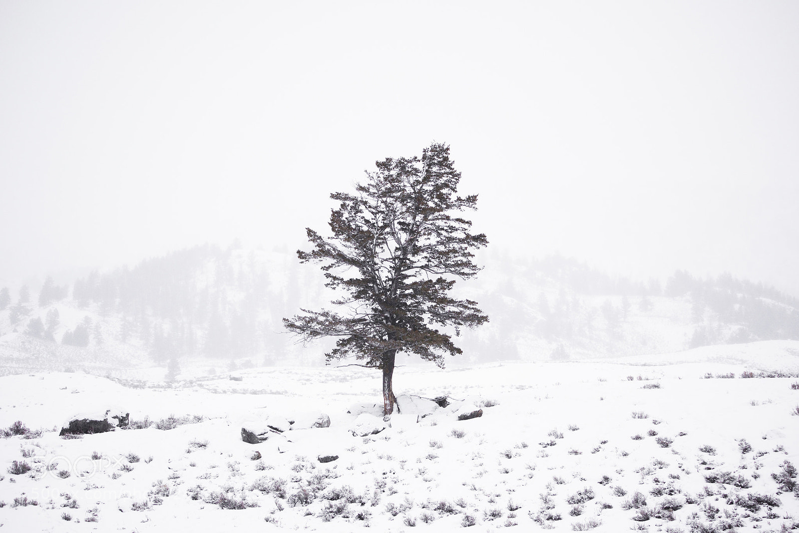 Nikon D810 sample photo. Snowblind five photography