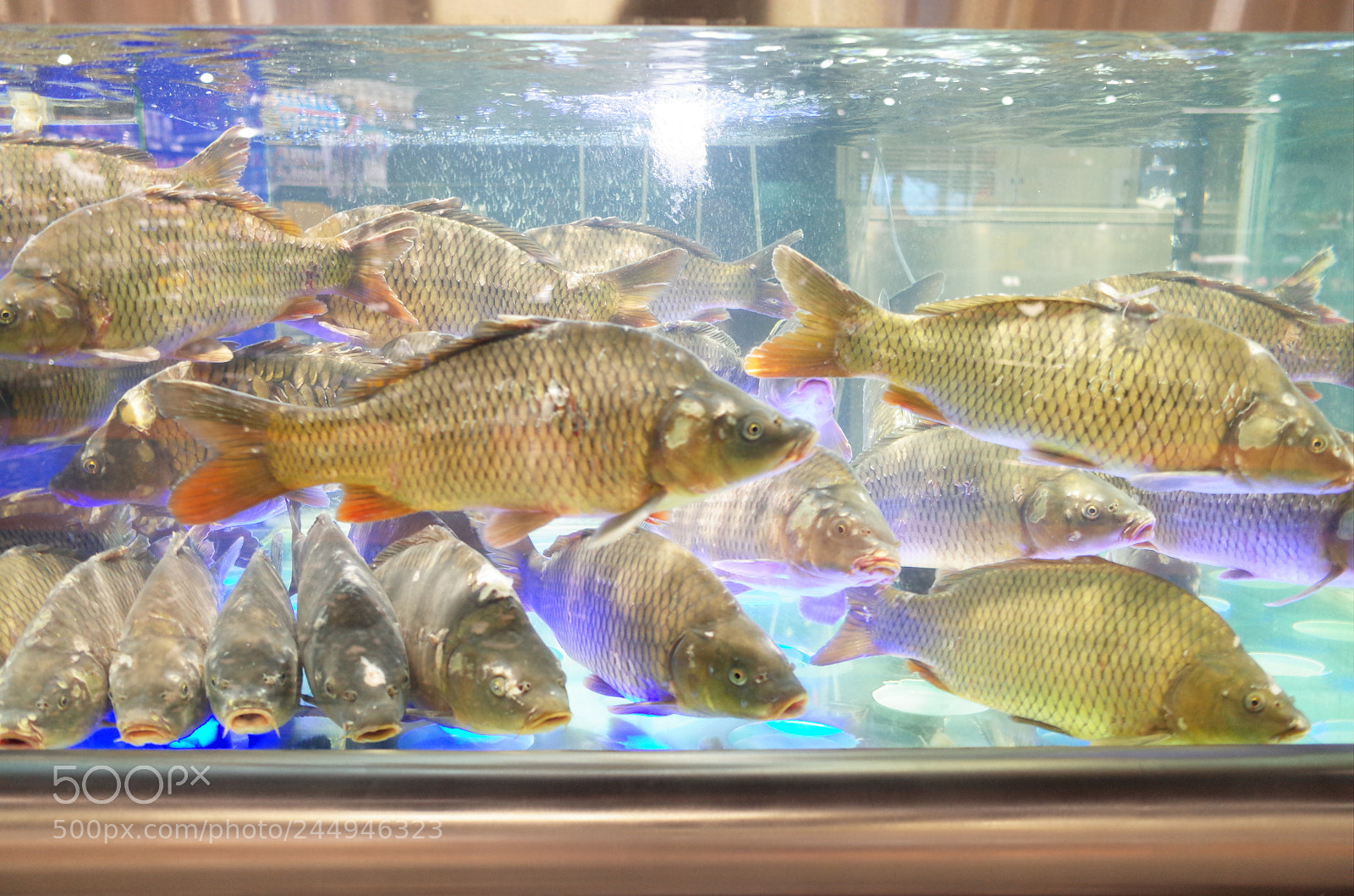 Ricoh GR II sample photo. Sudden fishes photography