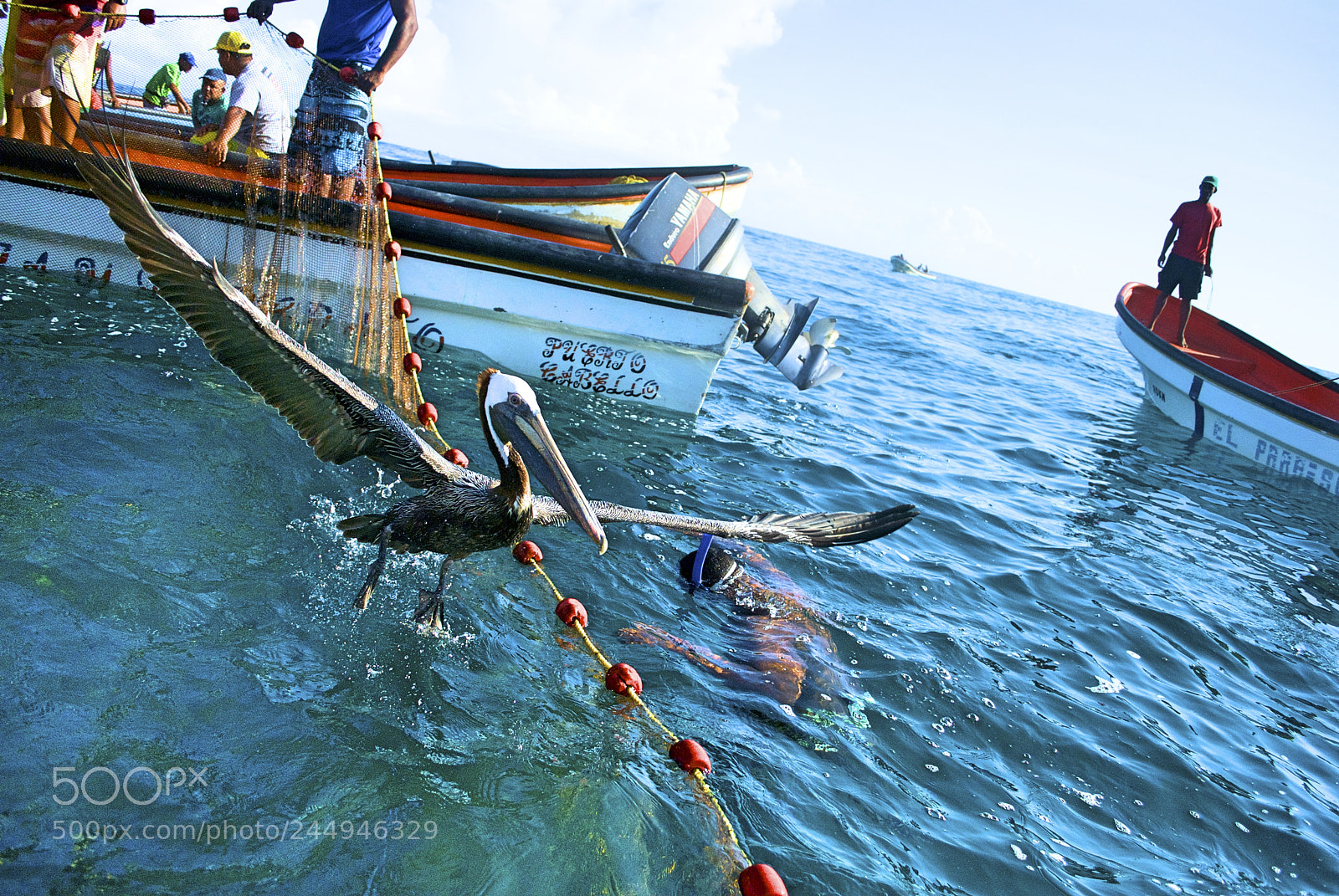 Nikon D60 sample photo. Chasing fish a pelican photography