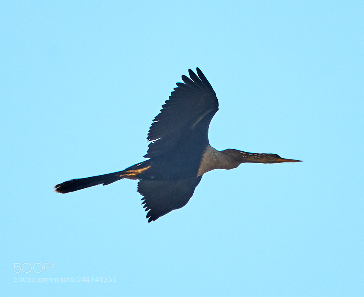 Canon EOS-1D X Mark II sample photo. 02-04-18-0002050.jpg photography