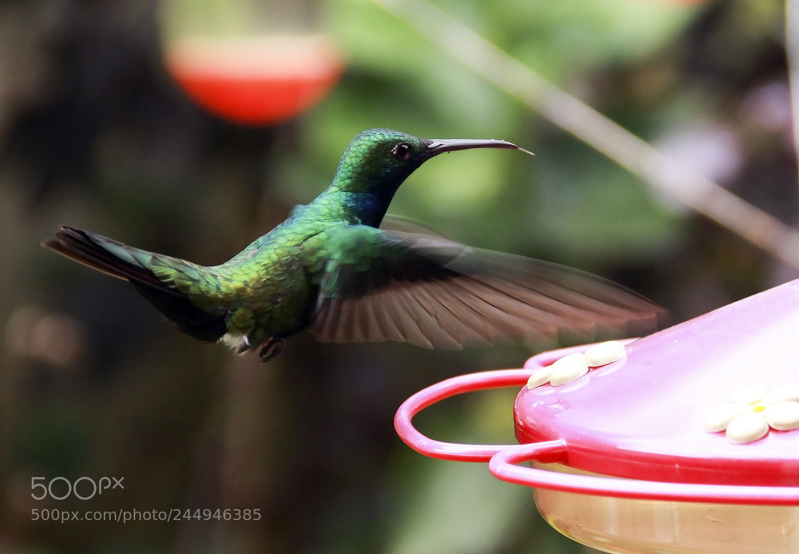 Canon EOS 50D sample photo. Hummingbird photography