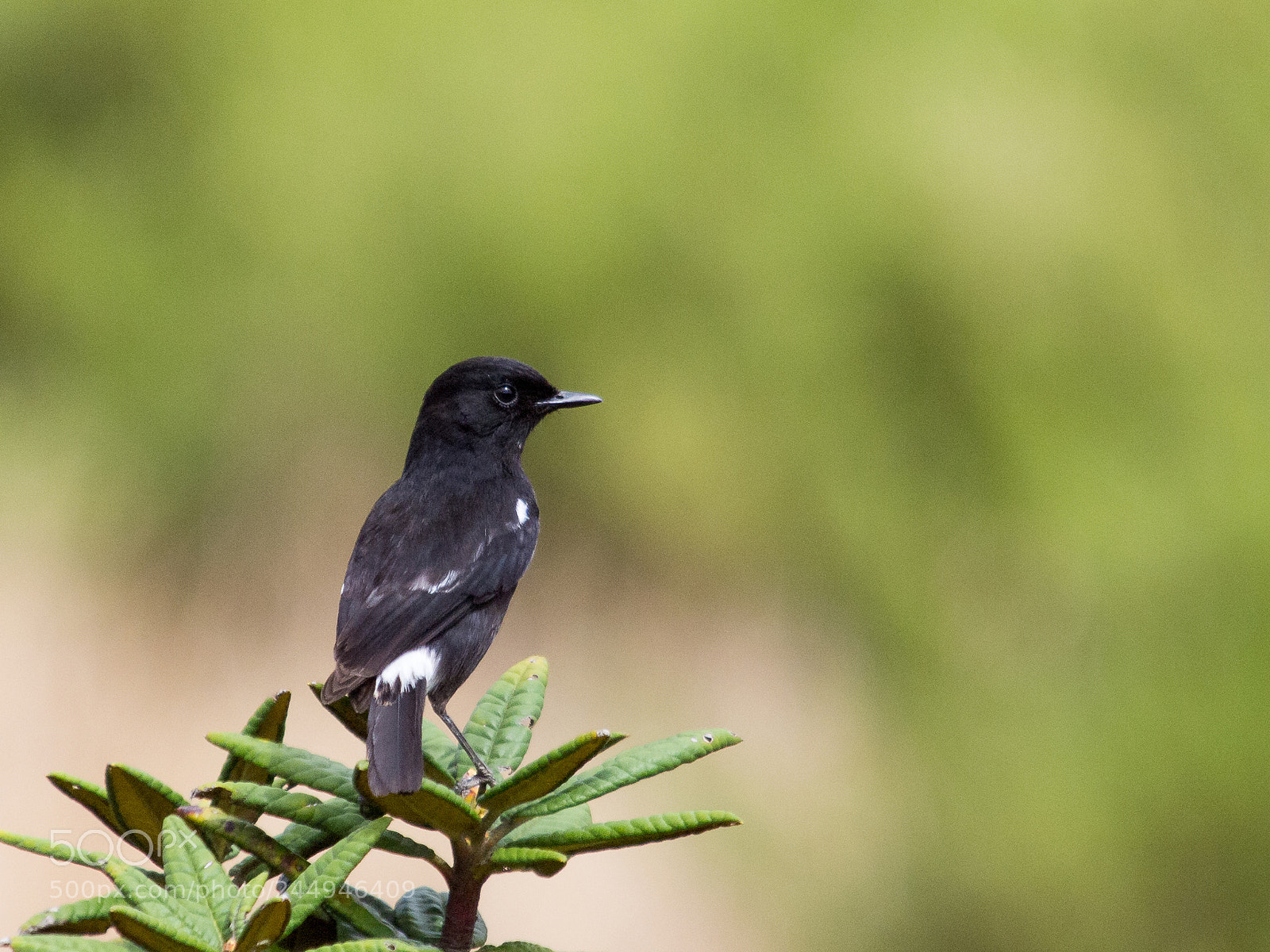 Olympus E-5 sample photo. Pied bush chat (male) photography