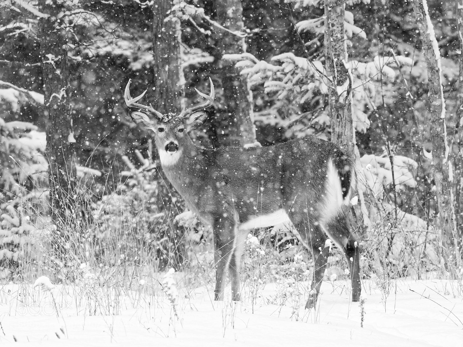 Olympus OM-D E-M1 Mark II sample photo. Big buck in the photography