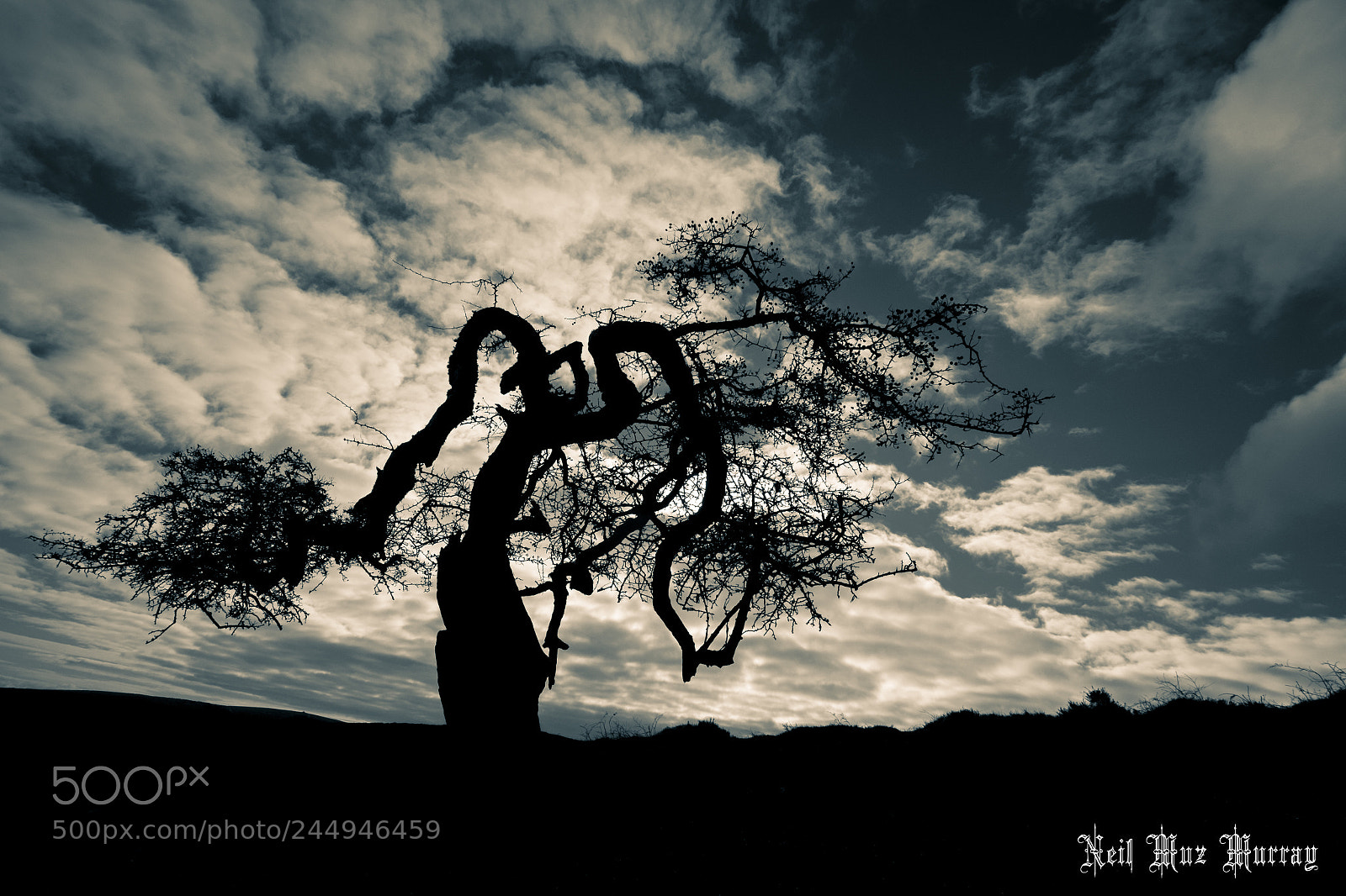 Fujifilm X-T2 sample photo. Tree vibes photography