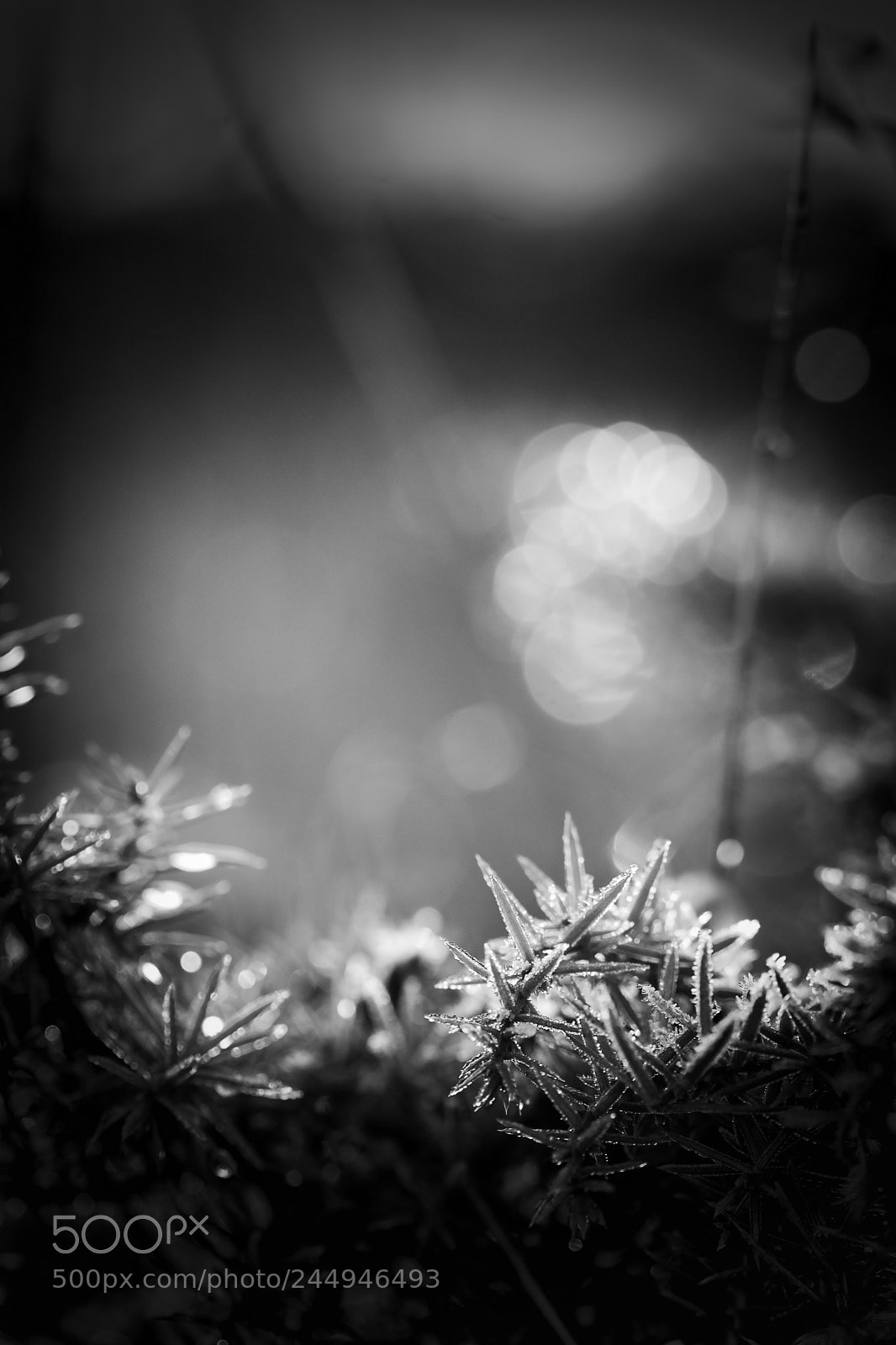 Nikon D7200 sample photo. Winter light photography