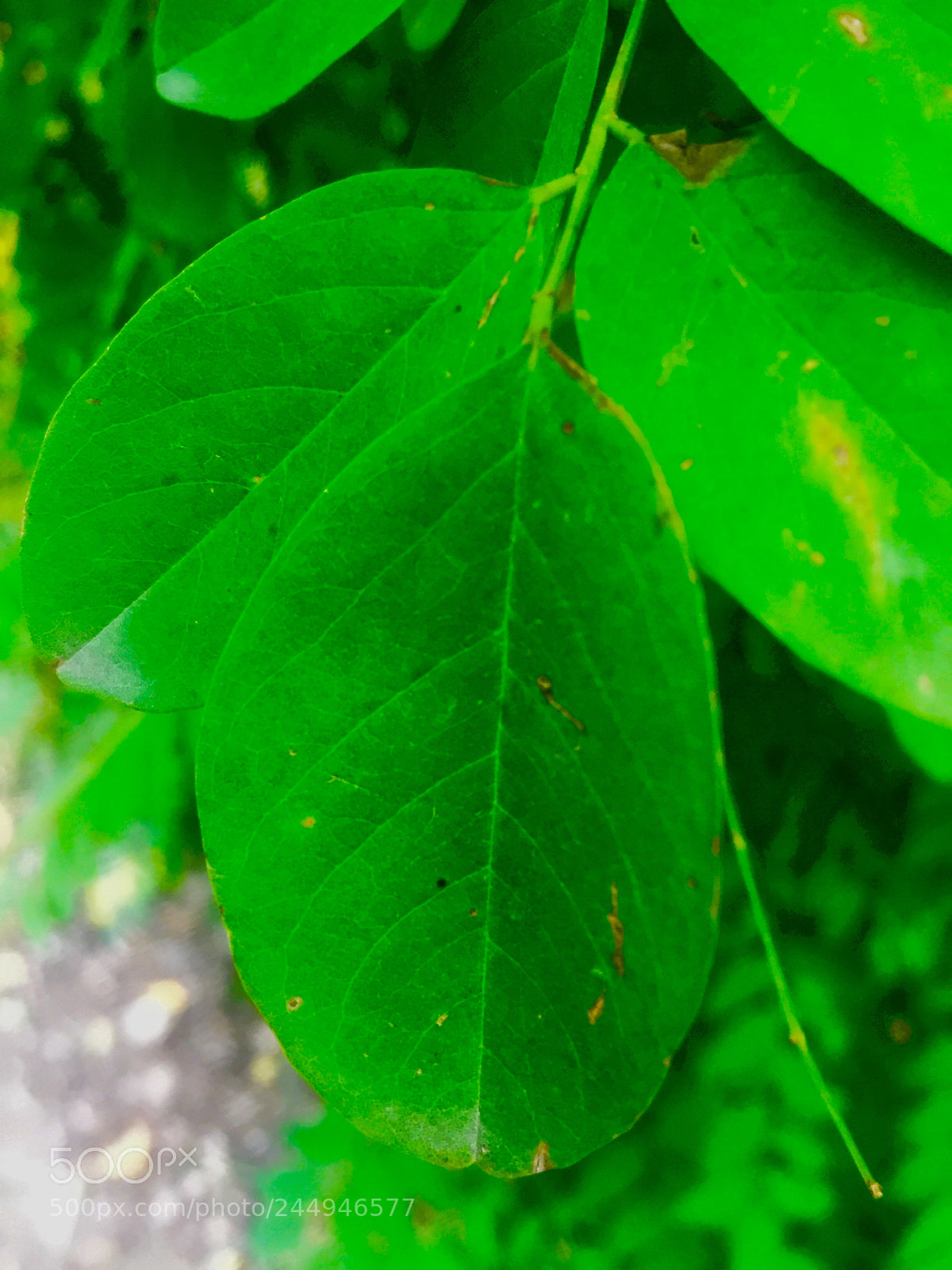 Apple iPhone 6 sample photo. Untitled photography