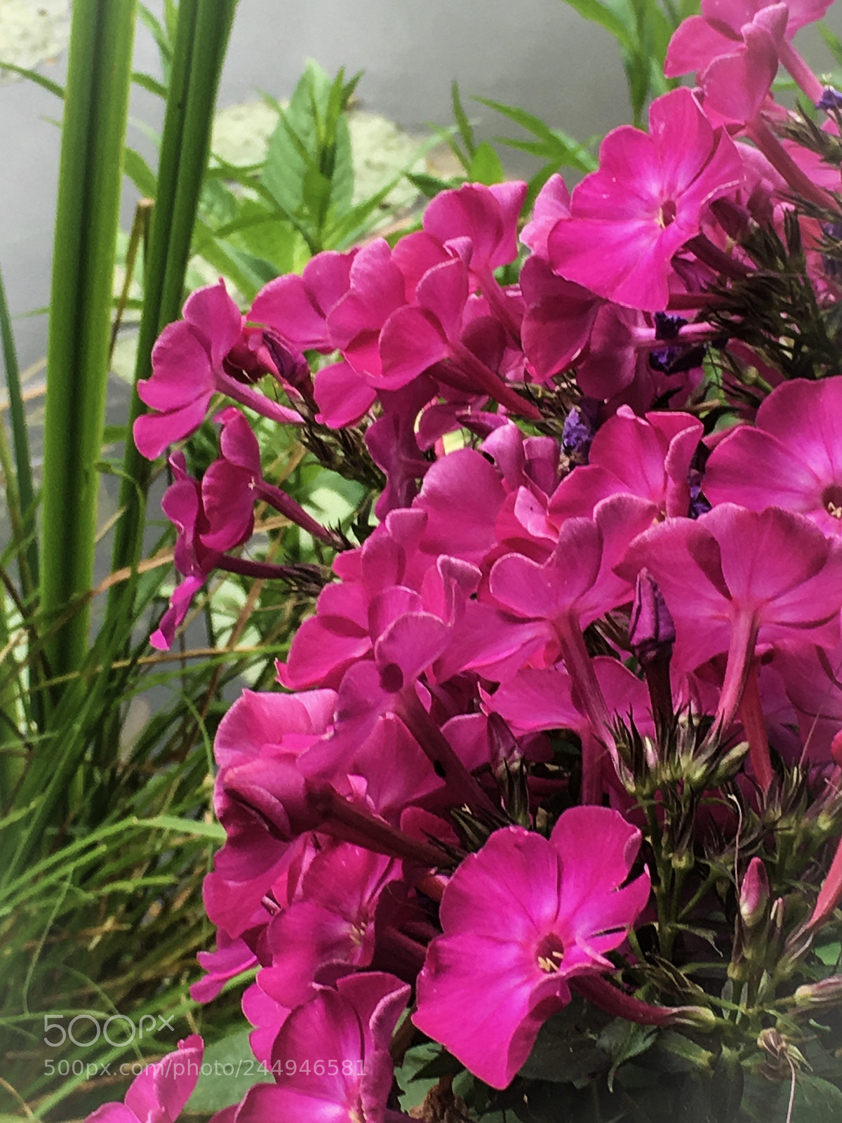 Apple iPhone 6s sample photo. Pink cluster photography