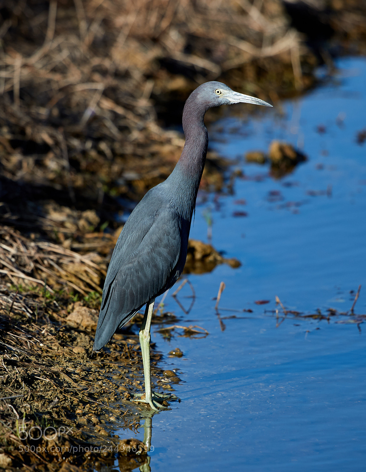 Canon EOS-1D X Mark II sample photo. 02-04-18-0002029.jpg photography