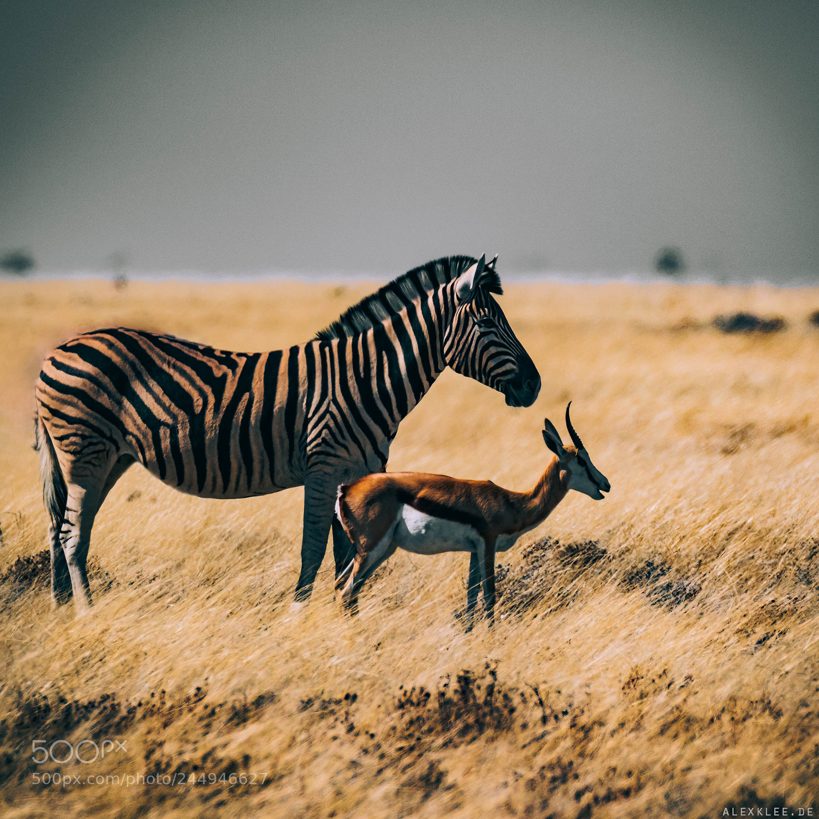 Canon EOS 7D Mark II sample photo. Zebra and springbok photography