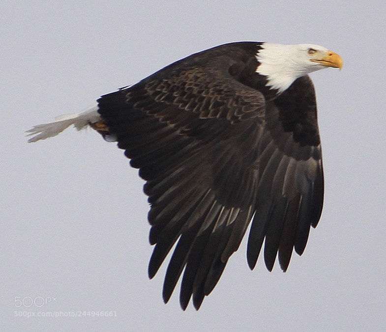 Canon EOS 50D sample photo. Bald  eagle photography