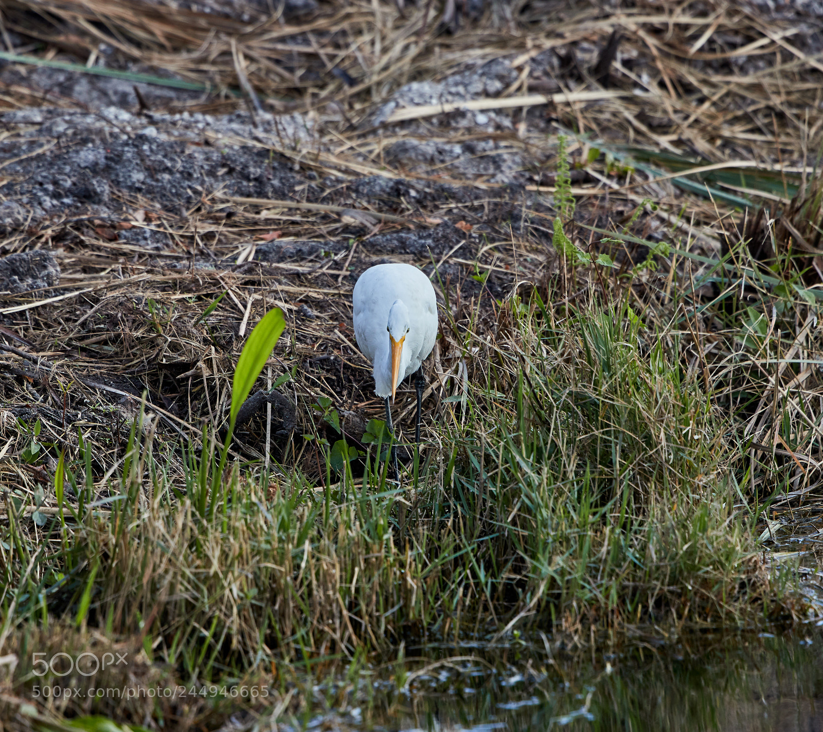 Canon EOS-1D X Mark II sample photo. 02-04-18-0002014.jpg photography